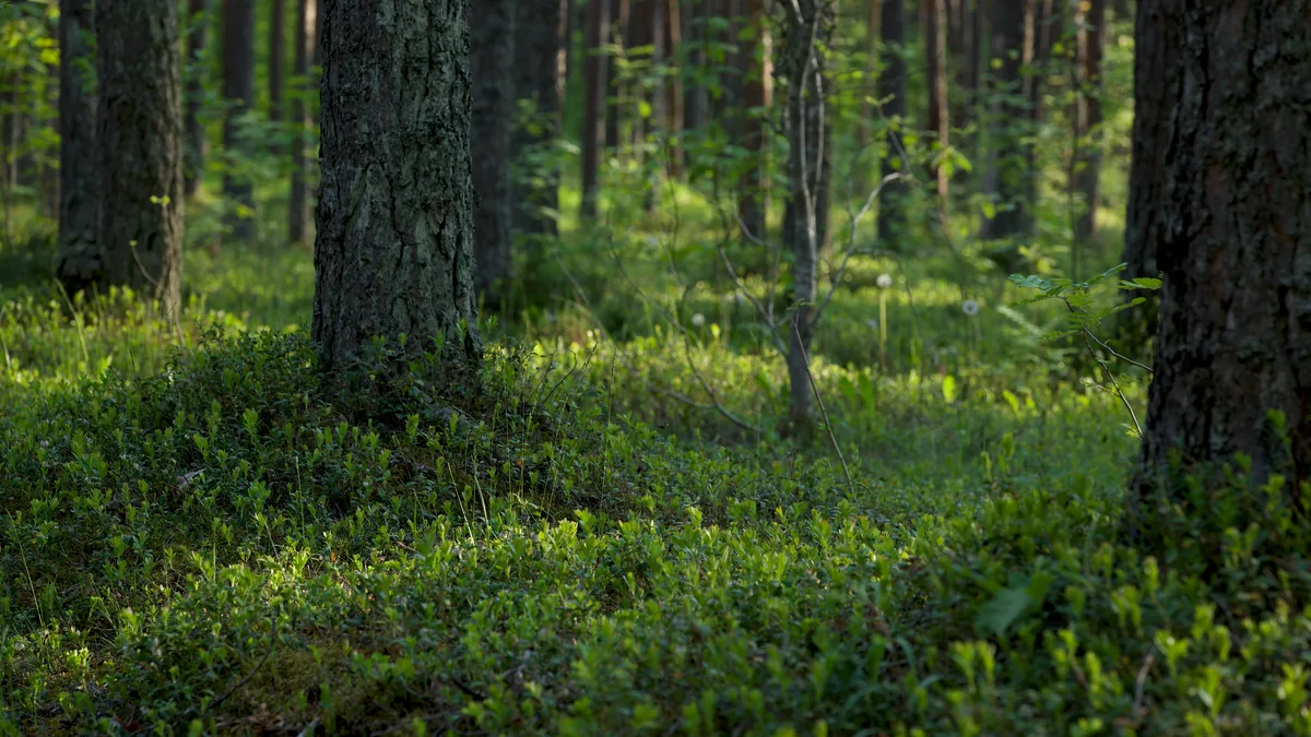 Sunlight filtering through vibrant green forest, highlighting lush vegetation.