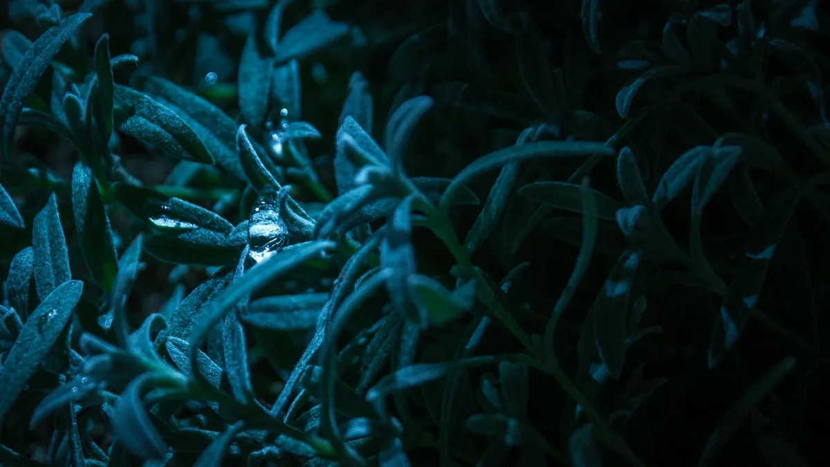 Artistic close-up of dewy green leaves at night, displaying deep colors and textures.