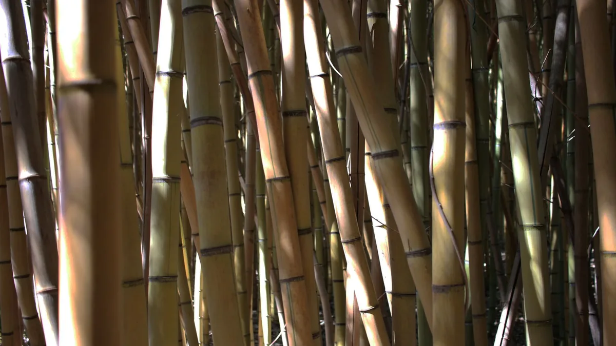 Close-up view of bamboo stalks in a dense forest. Natural and serene atmosphere.