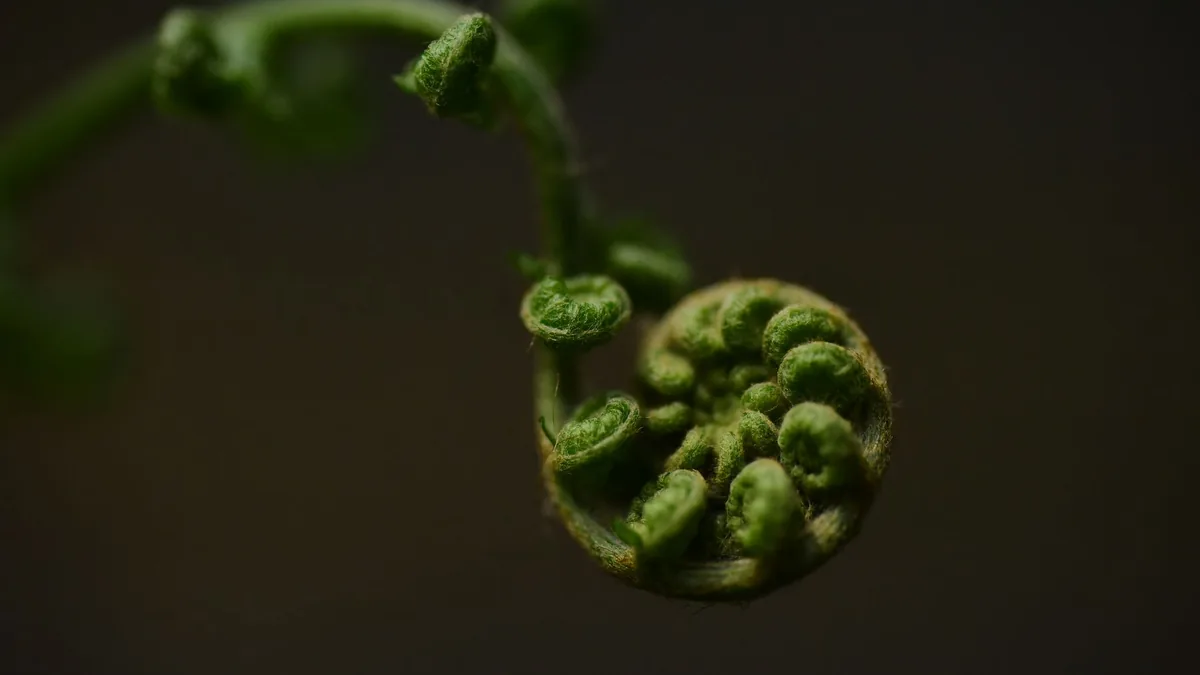 Macro shot of a fern fiddlehead showcasing intricate details and textures.